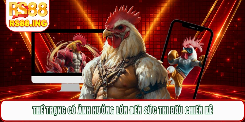 Thể trạng có ảnh hưởng lớn đến sức thi đấu chiến kê